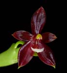 Phal. cornu-cervi rubescens